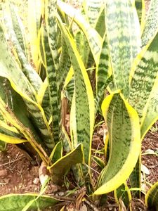 Striking Snake Plant