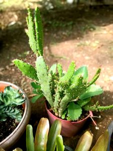 5 Set Of Very Healthy Plants