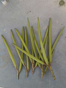 Oleander Plant Seeds Home Grown