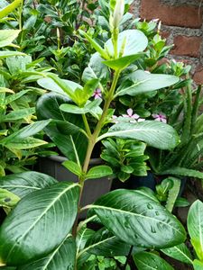 Sadabahar Plant