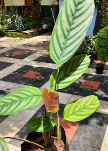 Set Of Plants