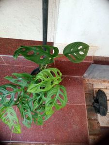 10 Live Root Plants