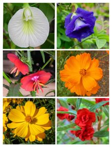 Flower Seeds Mixed