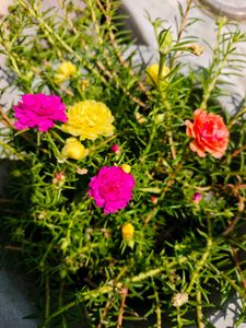 Portulaca Flower Plant 4 inch Cutting 7 Colours