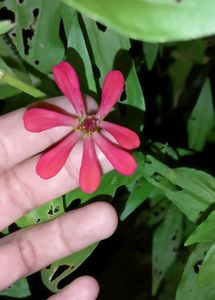 Dinia Plant