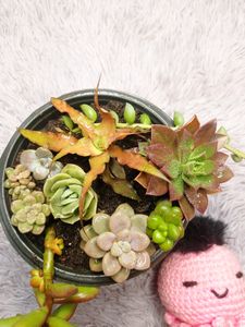 SUCCULENTS COMBO of 9