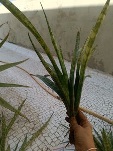 Combo Of Live Snake Plant -2 And Seeds