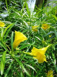 Yellow Oleander Plant