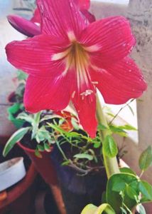 Amarlily plant