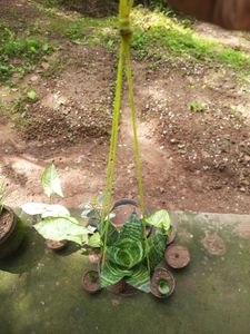 Snake Plant(Outdoor Plant)