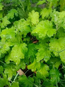 Chrysanthemum Plants 3