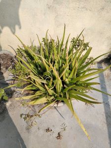 Alovera Plant