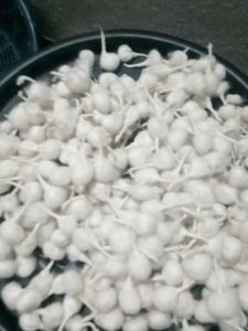 Cotton Wicks for Pooja