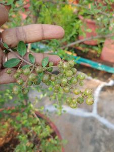 mehandi plant seeds