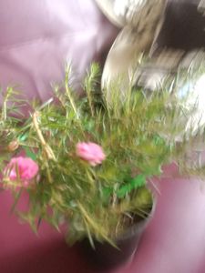 Button Rose Or Time Flower In The Shape Of Bonsai
