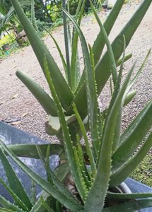 Live Aloe Vera Plant