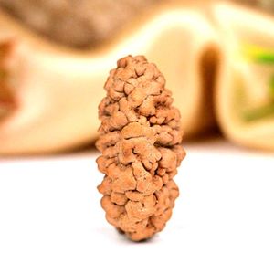 1 Mukhi Half moon Rudraksha Bead