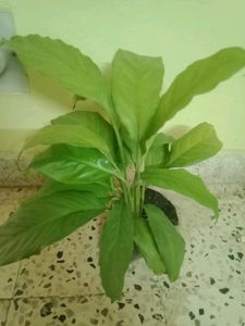 Peace Lily Plant Indoor Plan