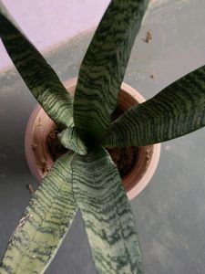 Snake Plant