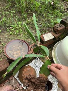 Dragon Fruit 🐡 Plant Healthy Roots