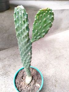 Assorted  Seccullents And Cactus