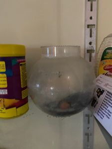 Fish Bowl