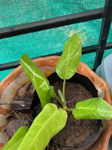 Indor Plant + Free Plan