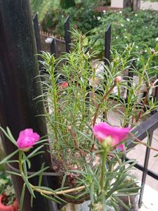 combo of 4+ freebies as Moss Rosa cutting flower