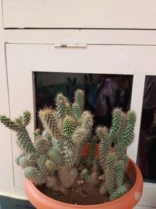 Cactus Plants
