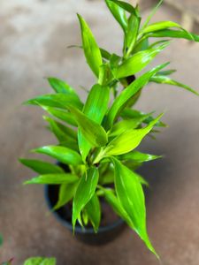 10 Live Root Plants