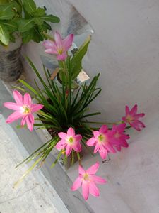 Pink Rain Lily Bulbs 3