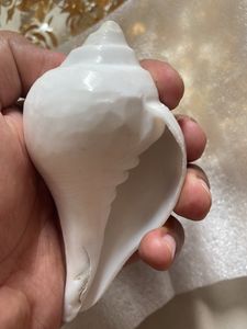 JINALI GEMS Blowing Shankh for Pooja, Blowi