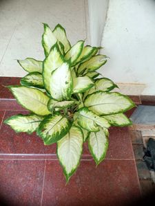 10 Live Root Plants