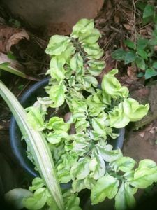 11 Live Root Plants