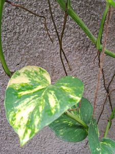 Money Plant