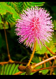 Touch Me Not Is Called ( Chui-Mui ) Plant