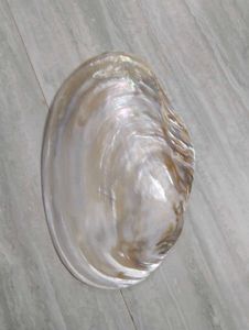mother of pearl shell