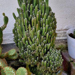 assorted cactus 🌵