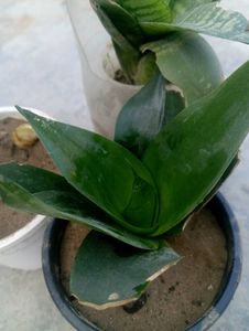 Snake Plant Combo