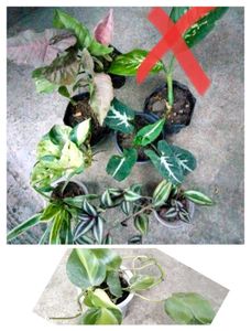 Indoor Plant Collection