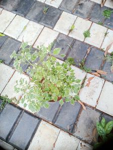 10 Live Root Plants