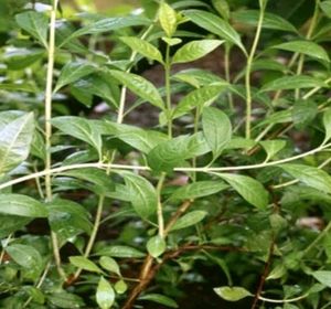 Heena Plant Seeds 50gm