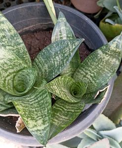 Combo Of 5 Plants