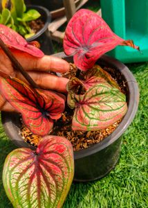 Combo Of Three Caladium With Two Freebie