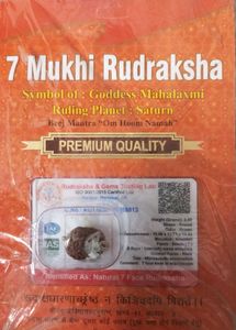 7 Mukhi Rudraksha Pendant