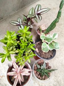 Collection Of Seccullents And Cactus Combo
