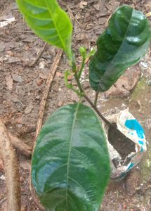 Jackfruit Plant Sapling