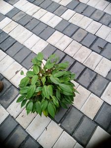 10 Live Root Plants