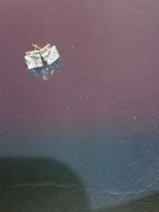 Sparkling Stud Earrings