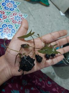 Live Waterlily Bulbs With Roots and Leaves